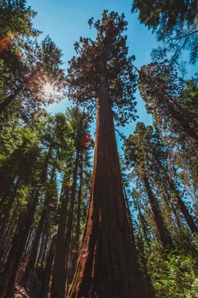 Looking up at the General Sherman Tree in Sequoia National Park