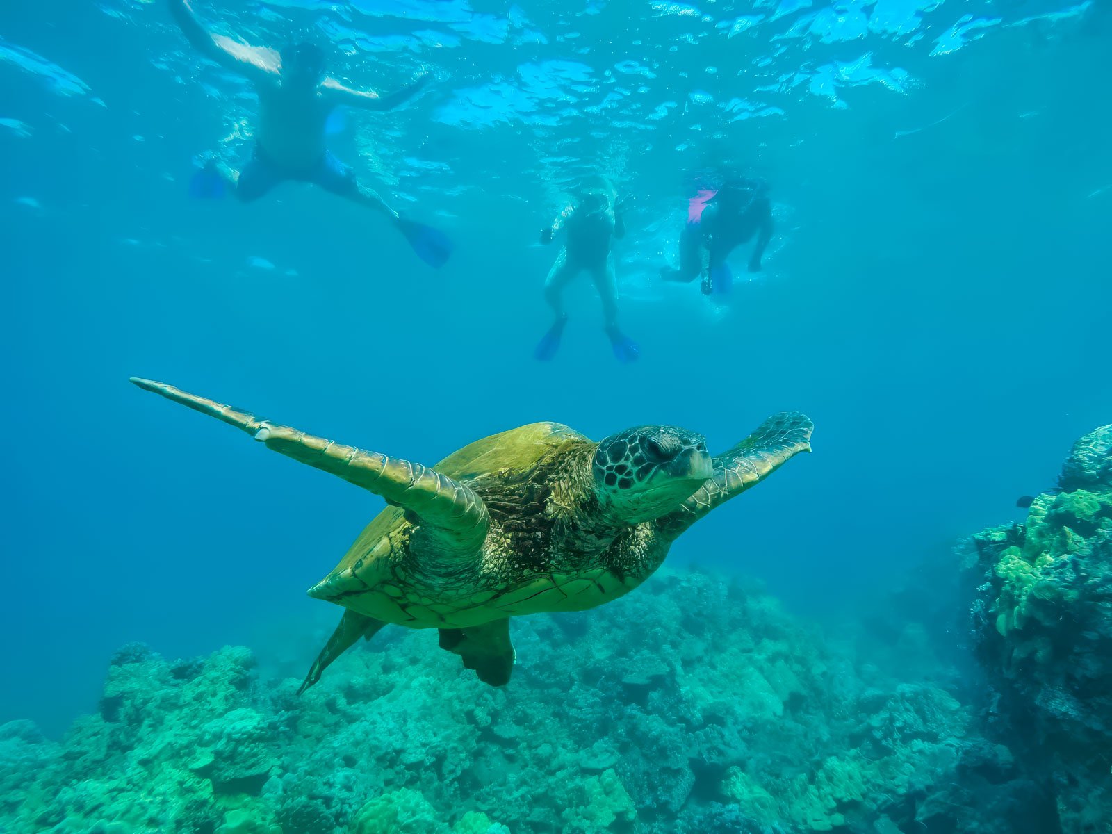 Snorkelling with Sea Turtles in the blue ocean water off the coast of Maui, Hawaii