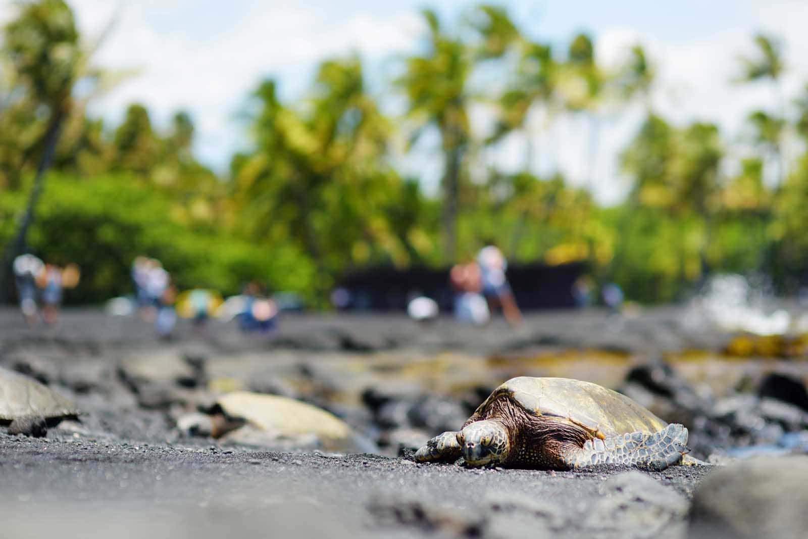 Hawaiian green turtles relaxing at Punaluu Black Sand Beach on the Big Island of Hawaii.